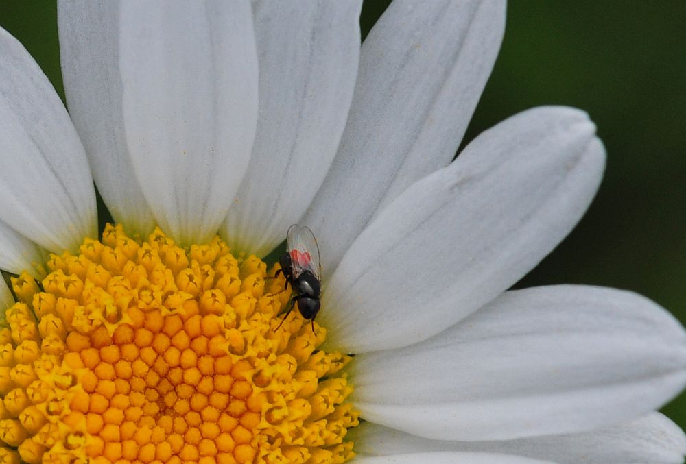 La vita in un fiore - seconda parte